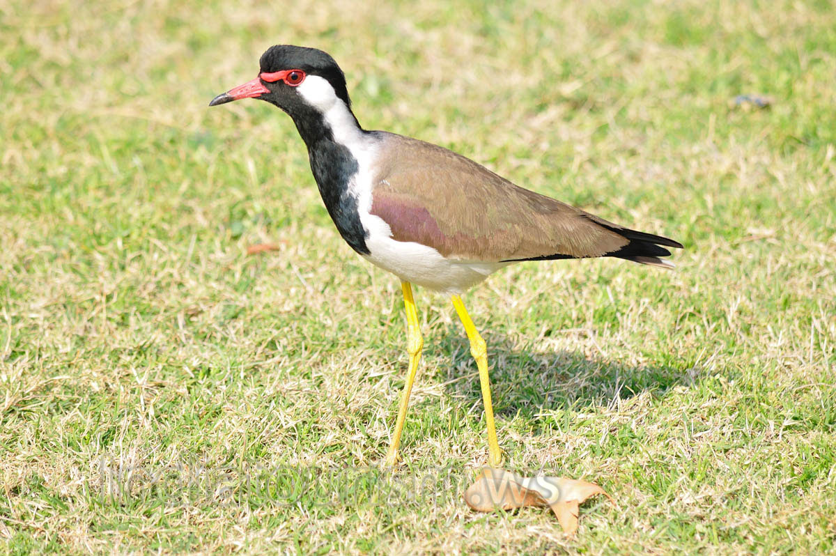Red-wattled Lapwing