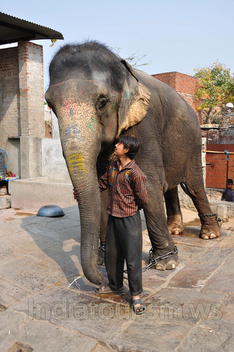 Young mahout and his elephant
