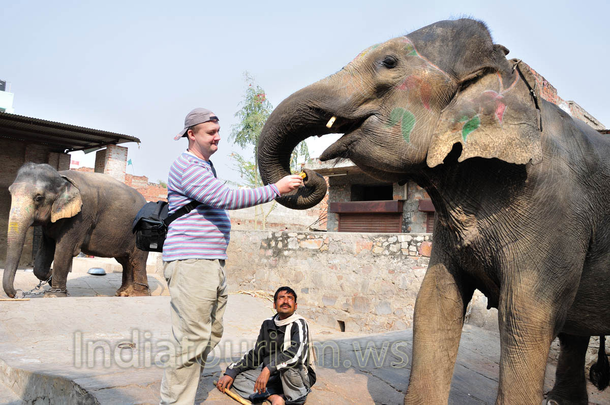 I give the banana to the elephant