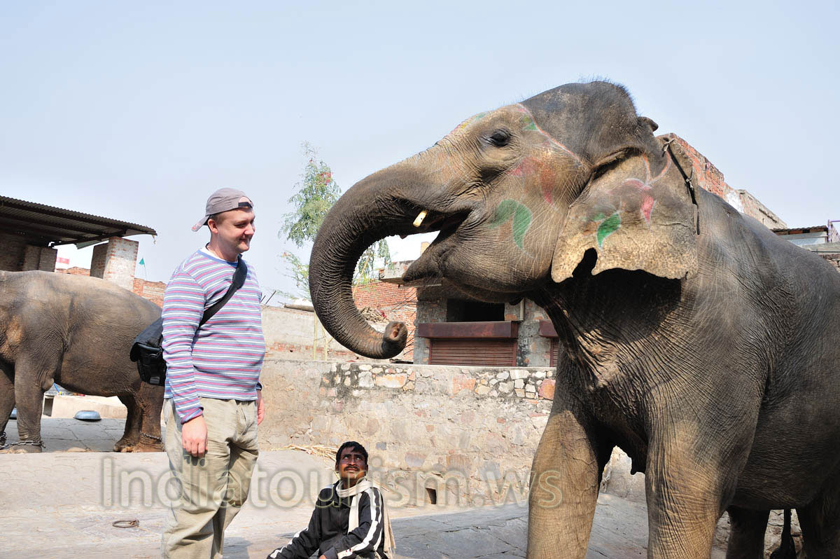 Elephant likes bananas