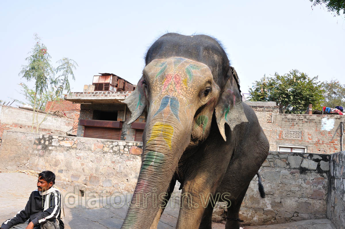 elephant rests in the stall