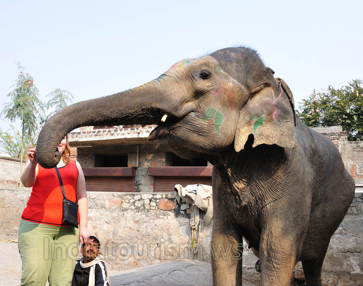 My wife feeds the elephant with the banana
