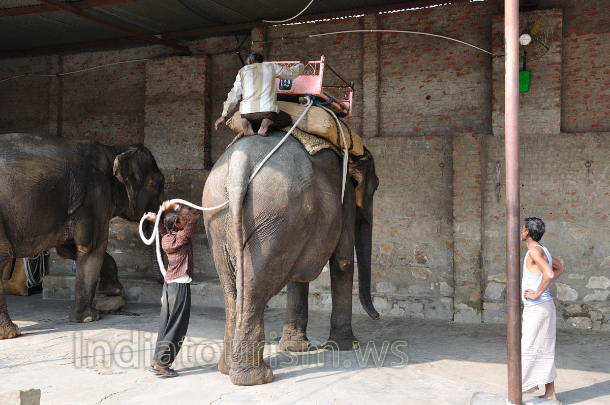 Mahouts begin to harness the elephant for our ride