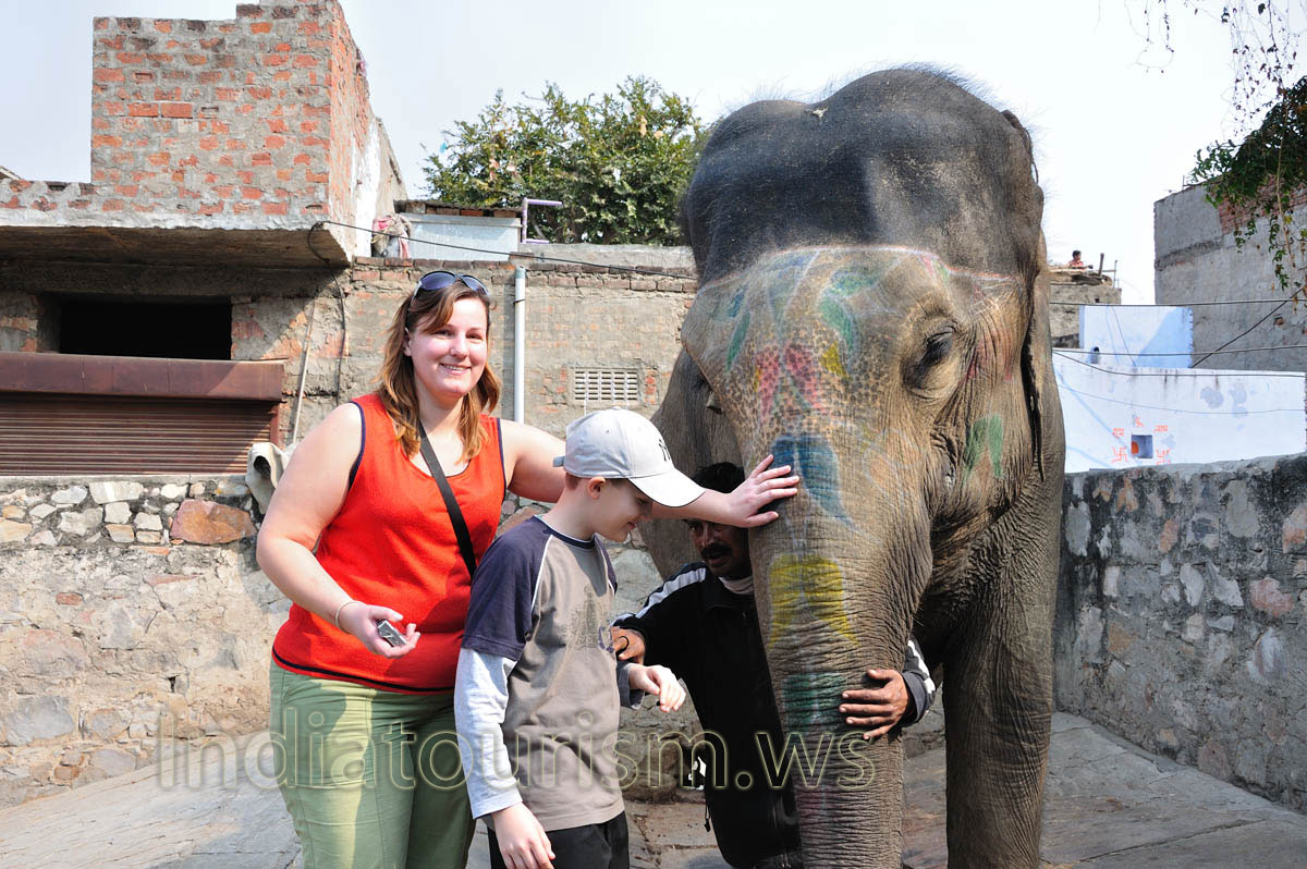 My wife and son were allowed to touch the elephant