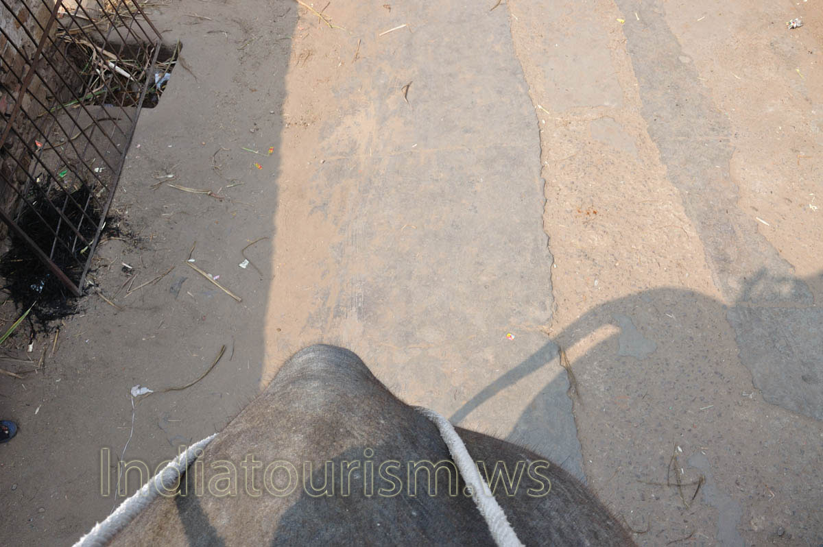 The rear view in the time of our elephant ride