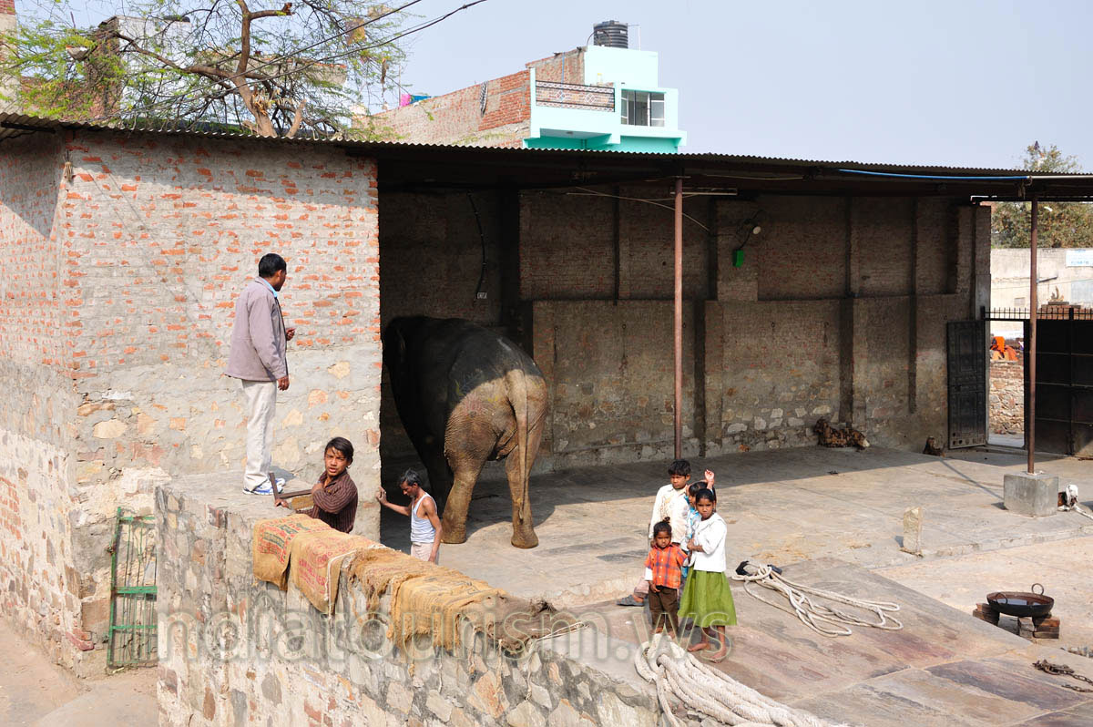 Elephant ride begins! We say goodbye to the people!