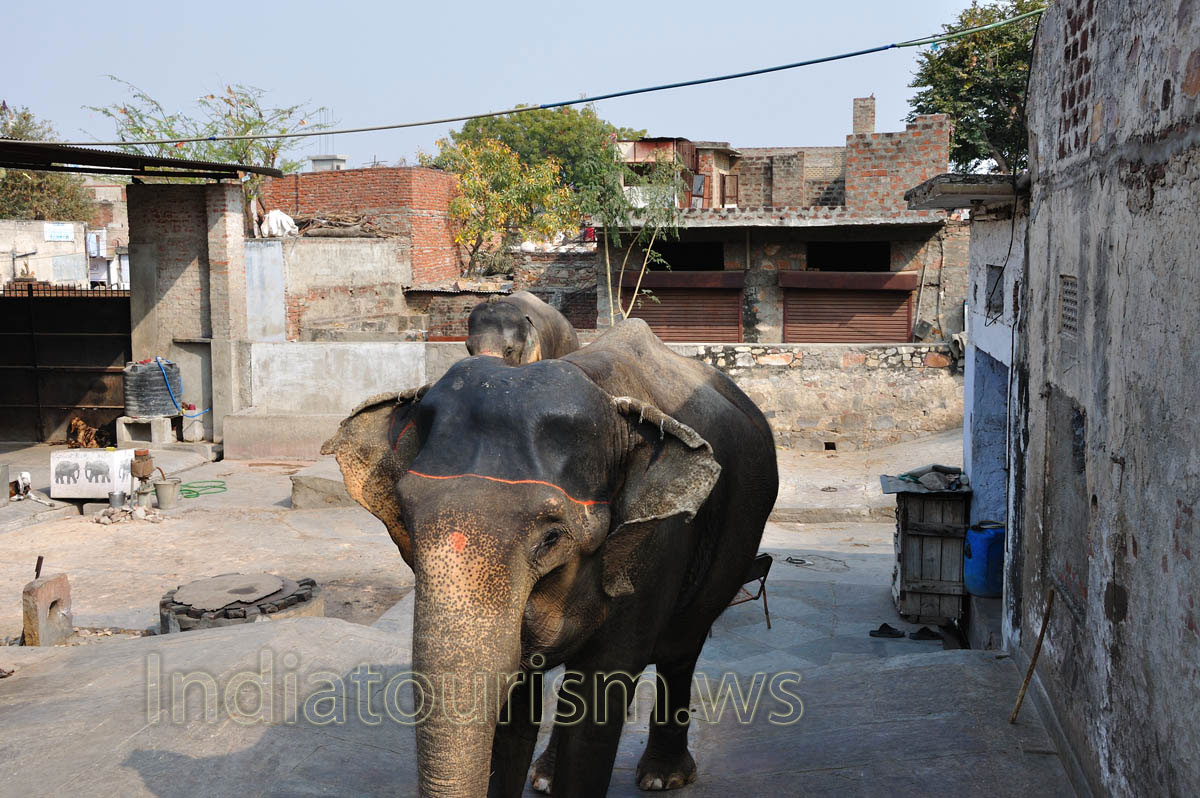 Why the top of the elephant's head is black?
