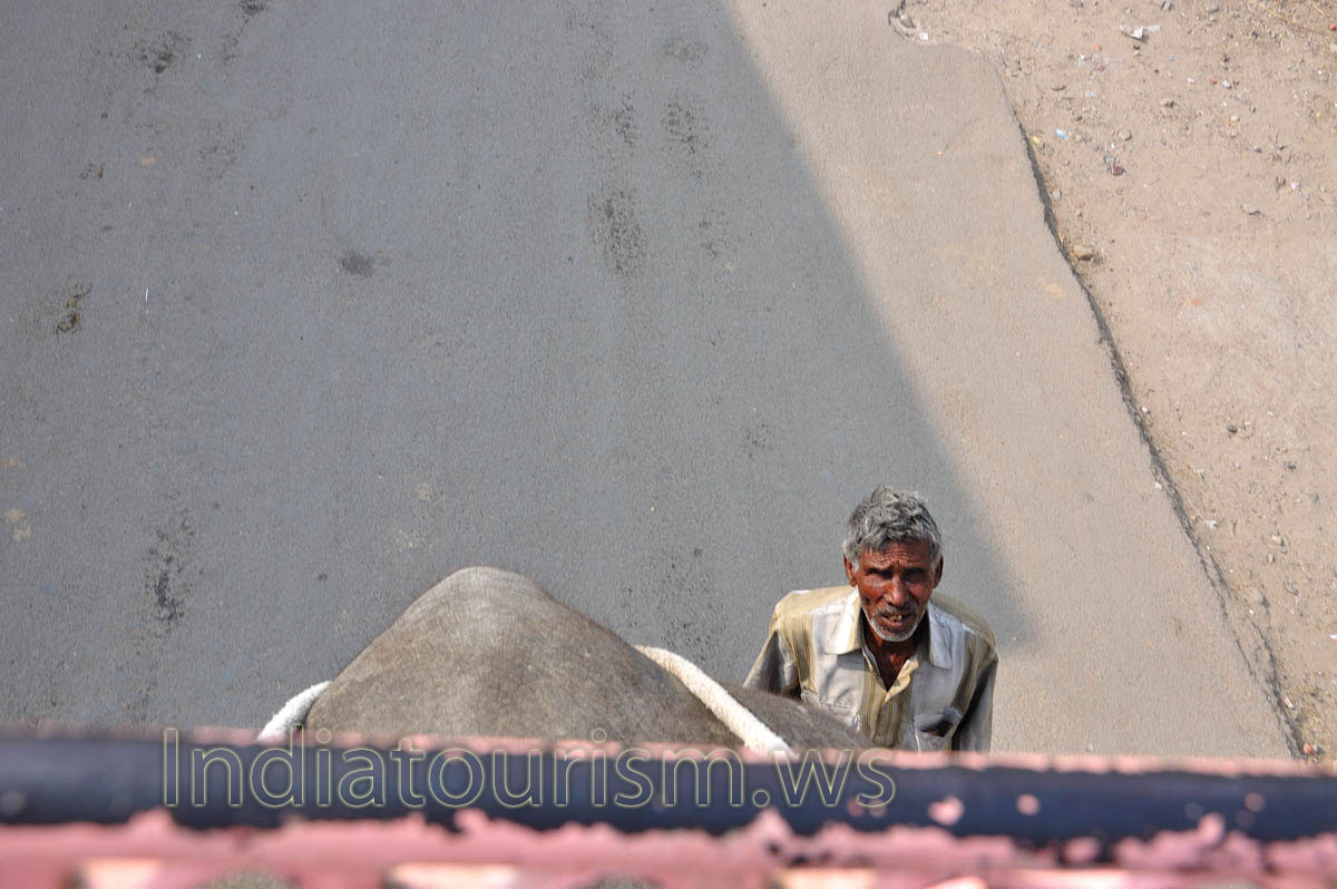 one of the mahouts checks whether all okay behind the elephant