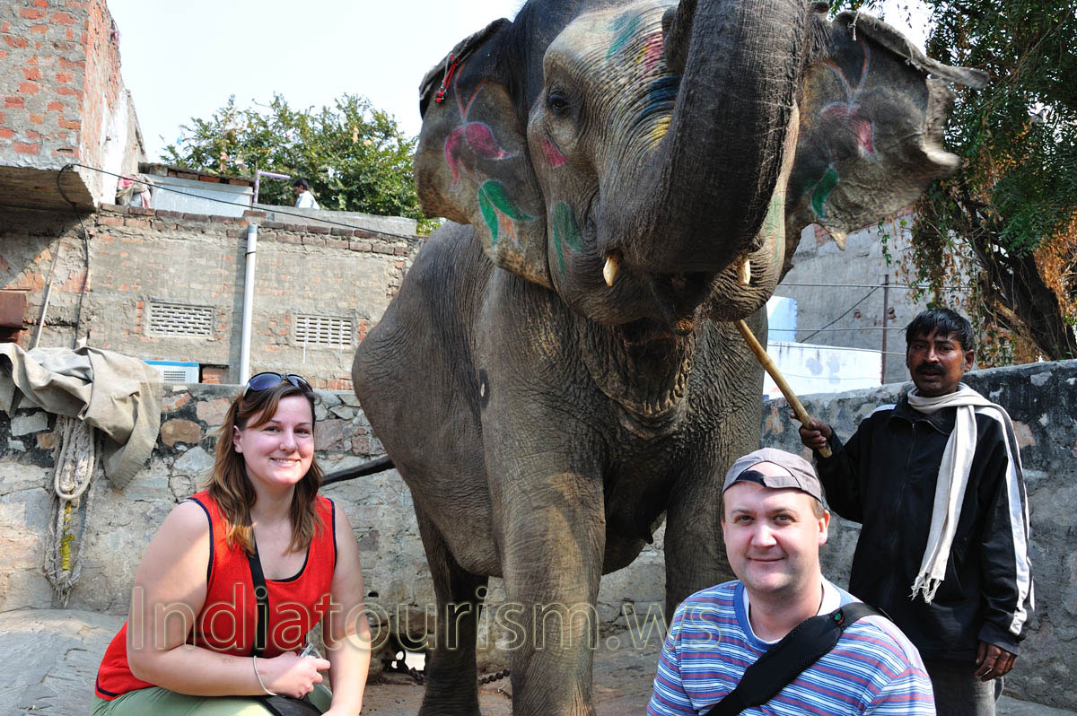 The elephant has raised its trunk by the order