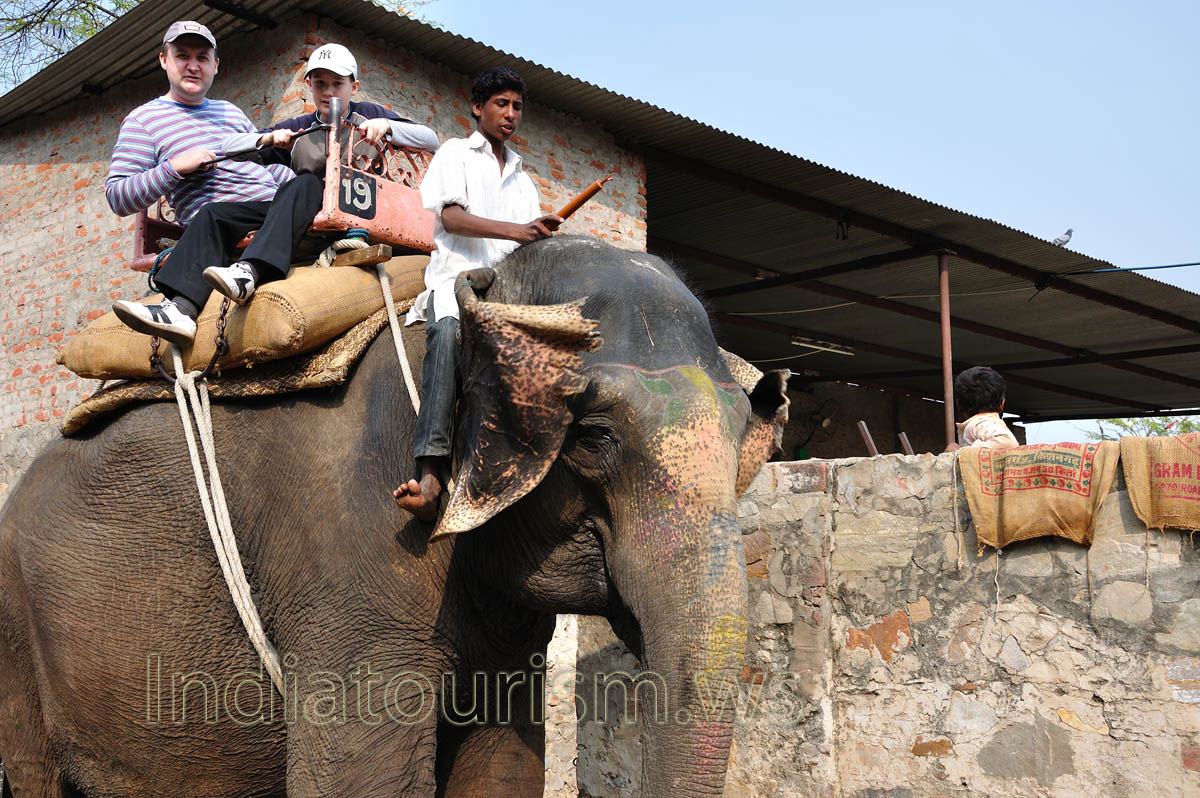 Elephant is waving by its ears