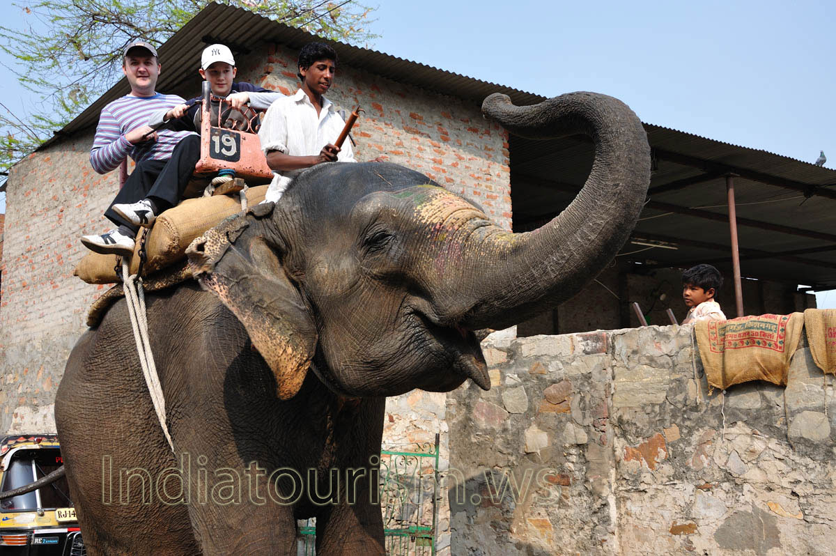 elephant likes to pose