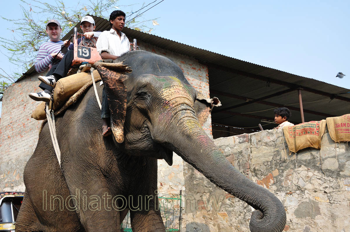 the elephant sat on its hind legs