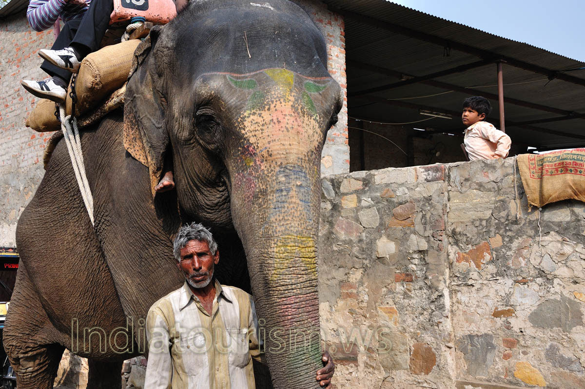old mahout is posing with his elephant