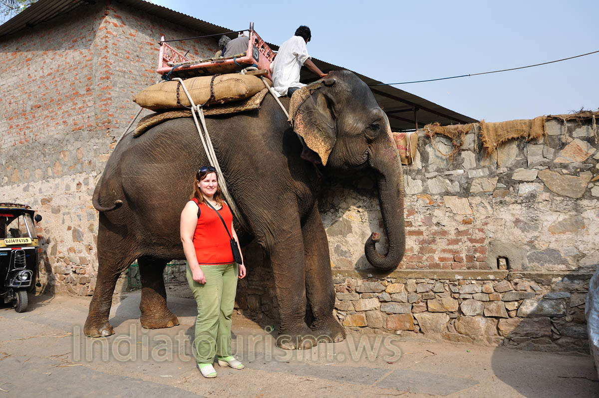 my wife and the elephant