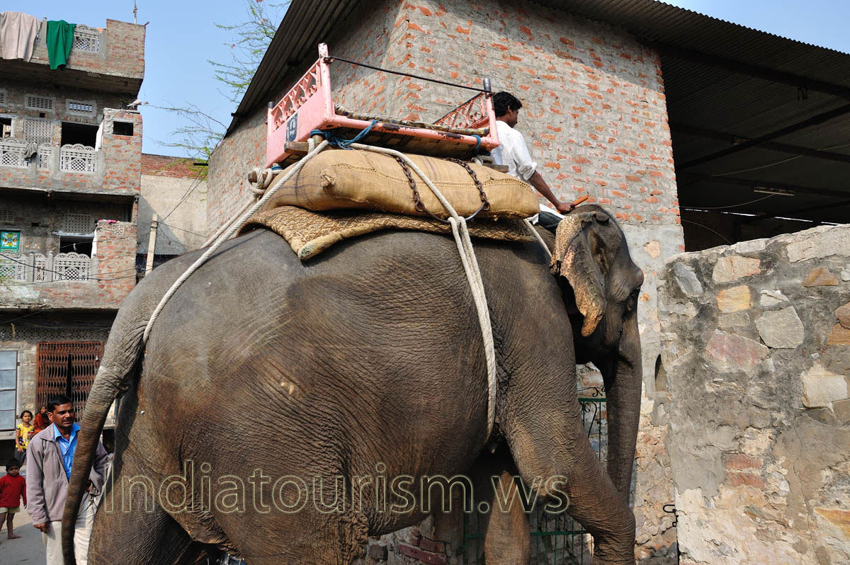 our elephant returns to its stall