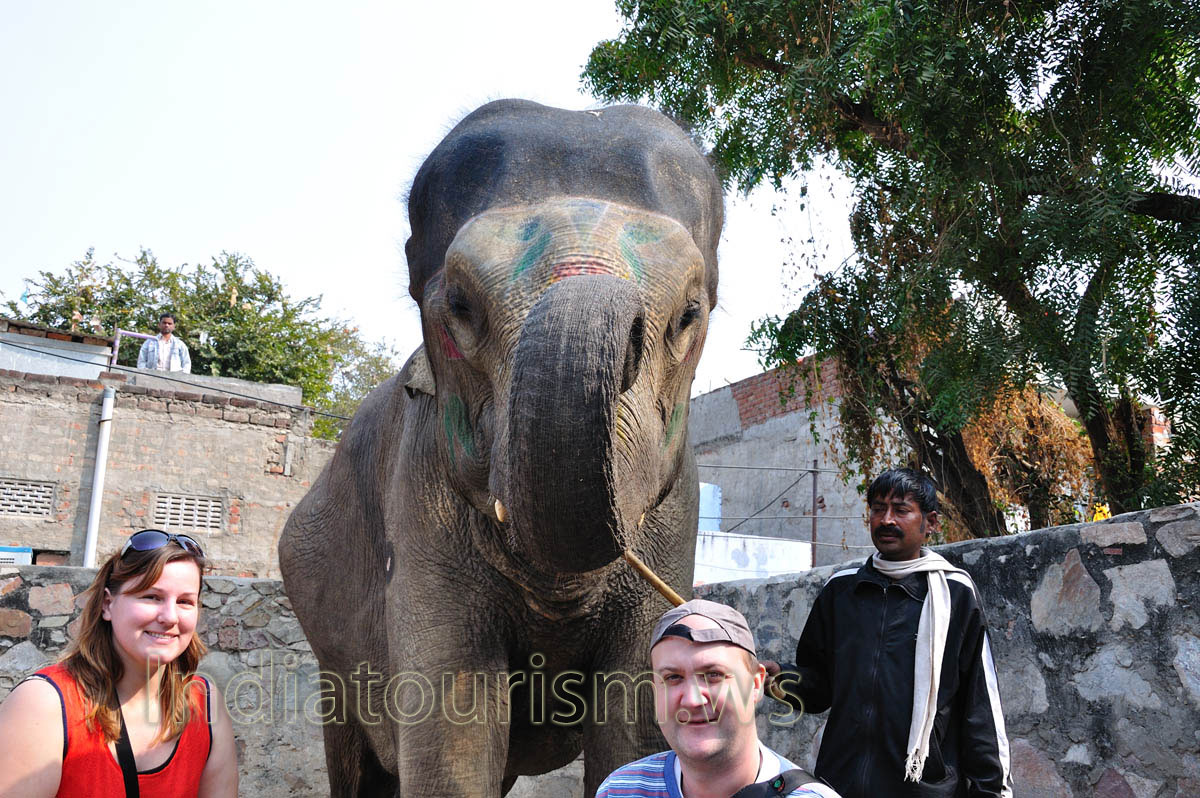 The elephant has twisted its trunk into a ring