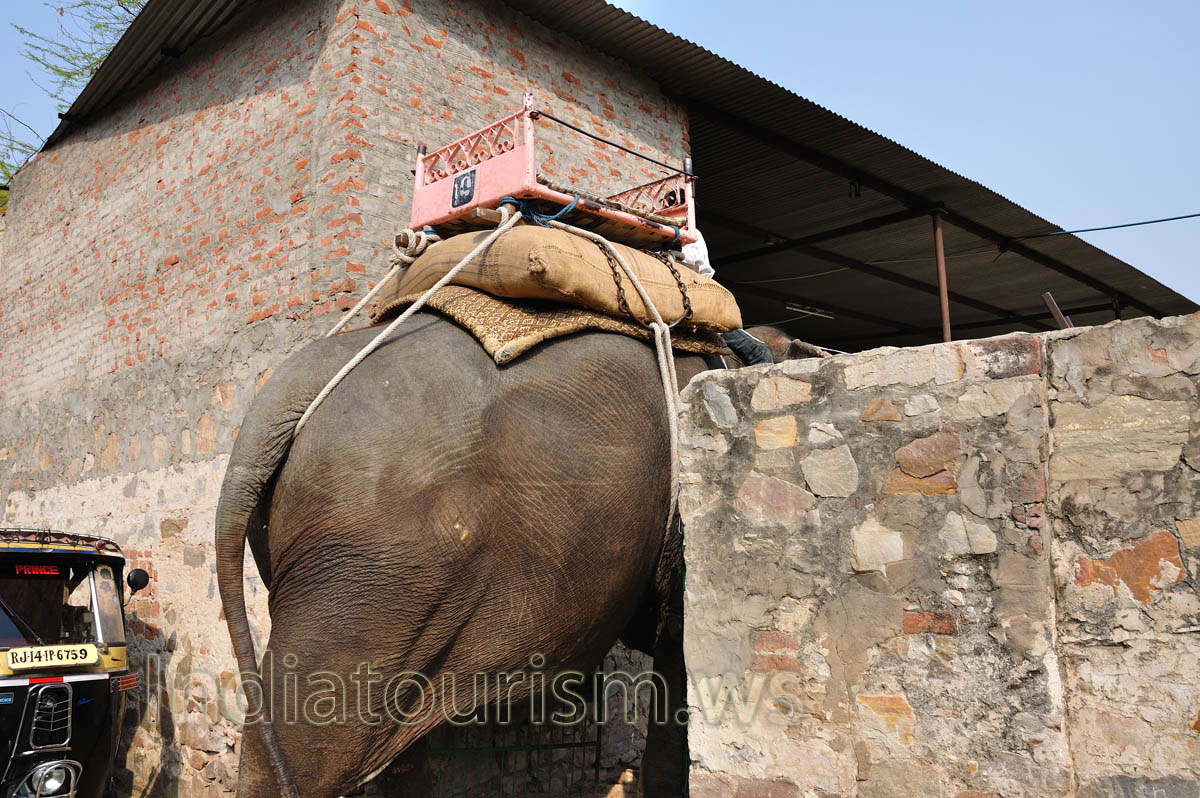 we had a ride on the very big Indian elephant