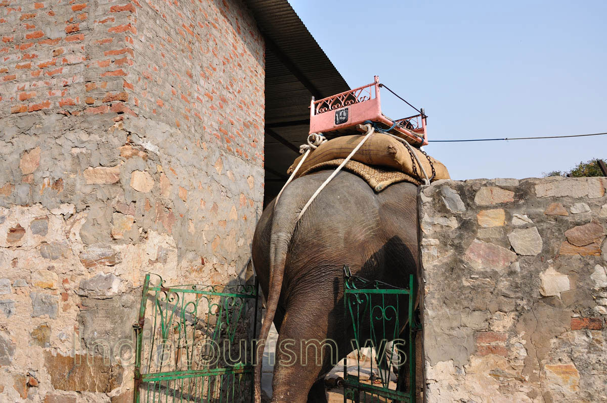 the elephant is twice higher the gates of the stall