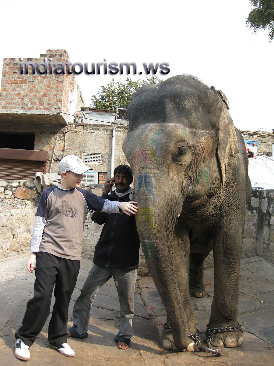 my son is stroking an elephant's trunk