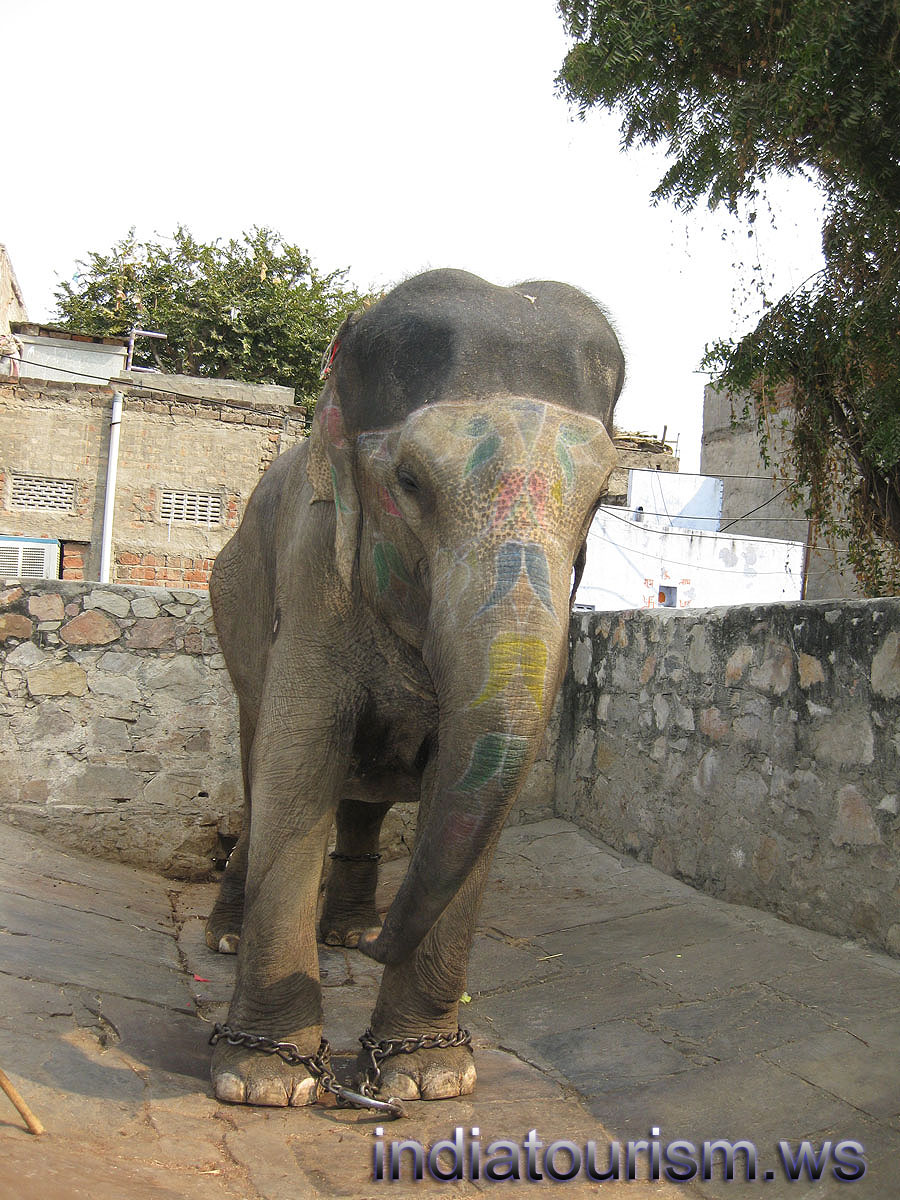 one of the elephants in this stall