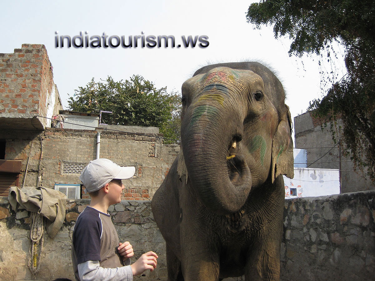 the elephant eats the banana