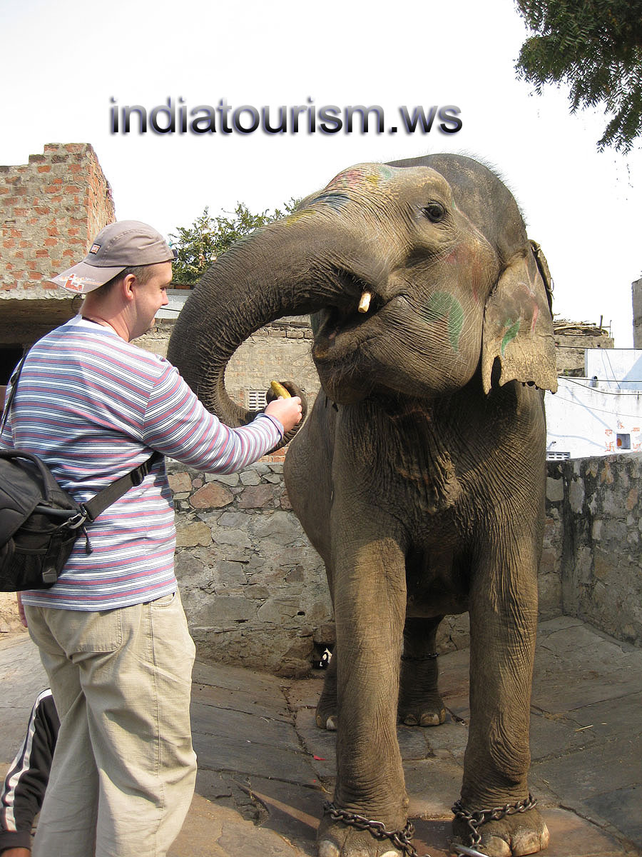 the elephant takes my banana