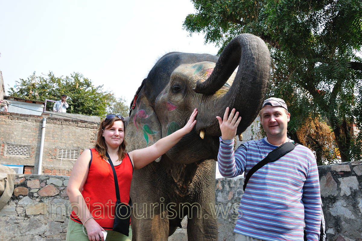 This elephant has very kind and clever eyes