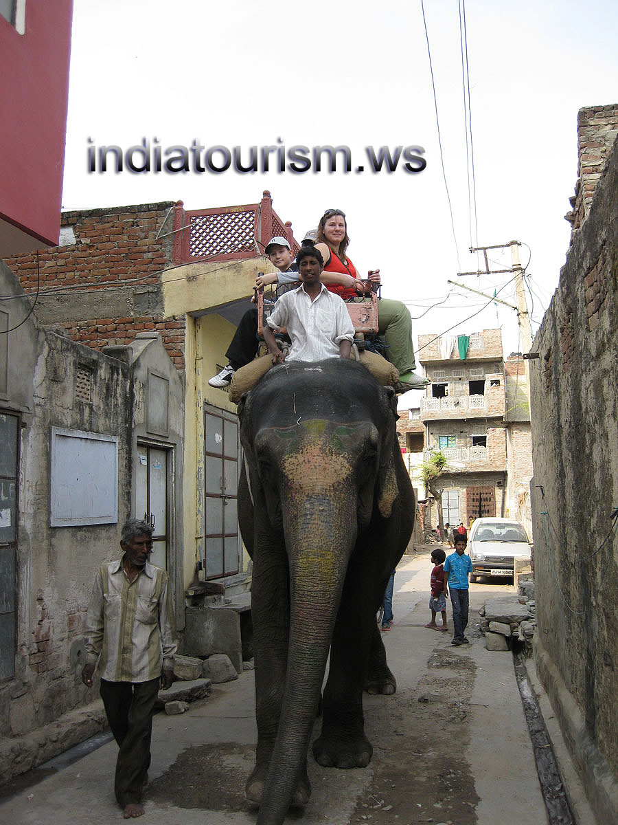 our elephant is walking along the narrow street