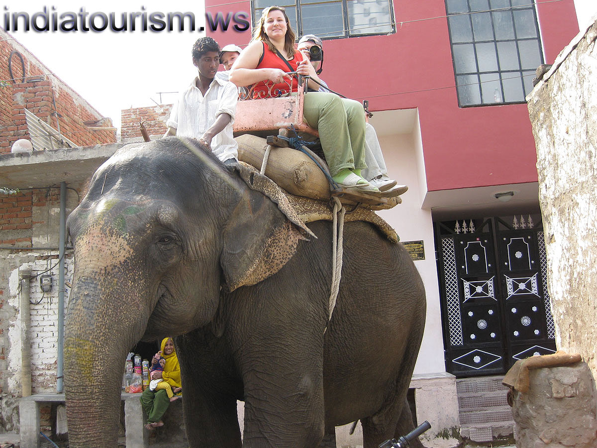 i make the pictures from the elephant's top