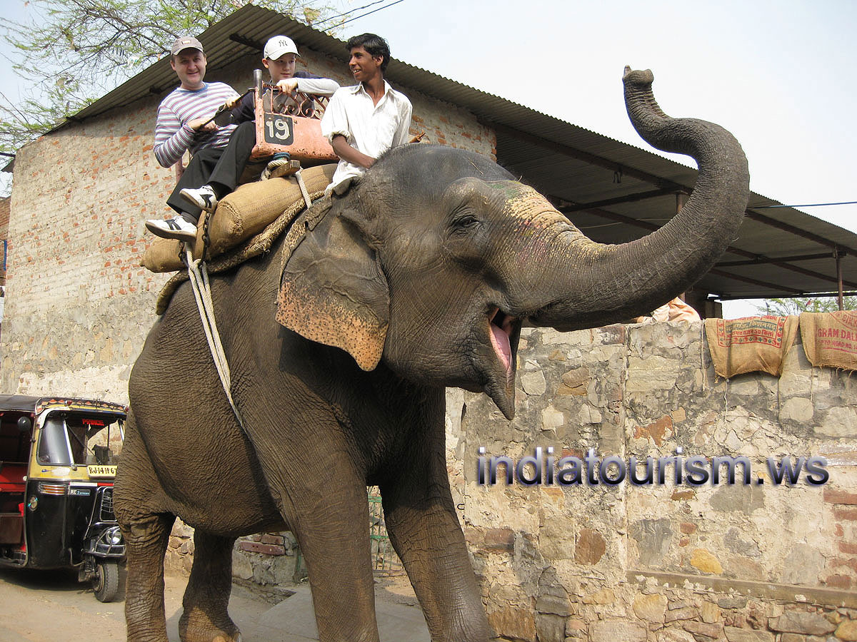elephant is posing in the awesome stance