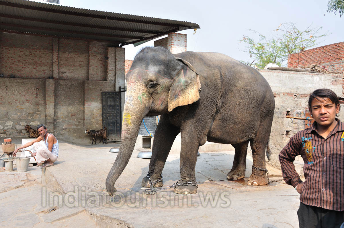 Elephant in the stable attached to the chain