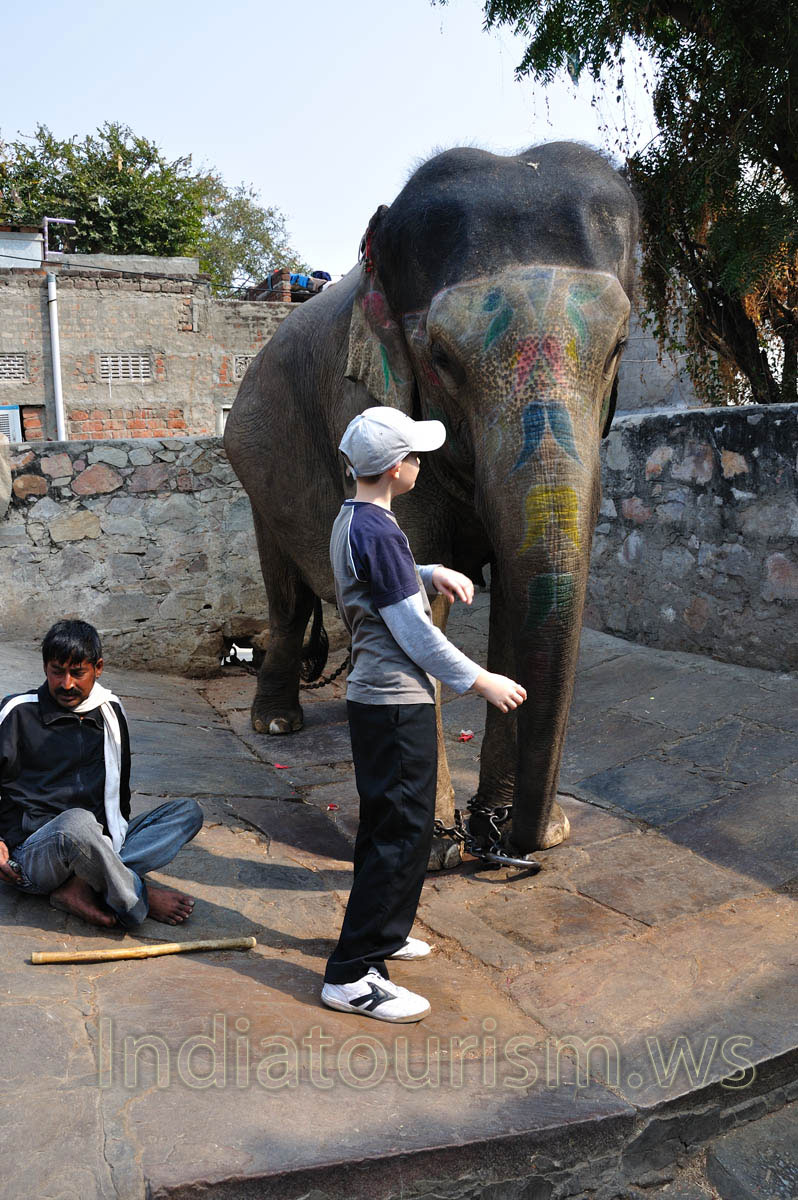 The head and the trunk of the elephant are decorated by paints