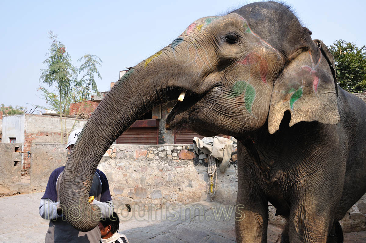 My son is feeding the elephant