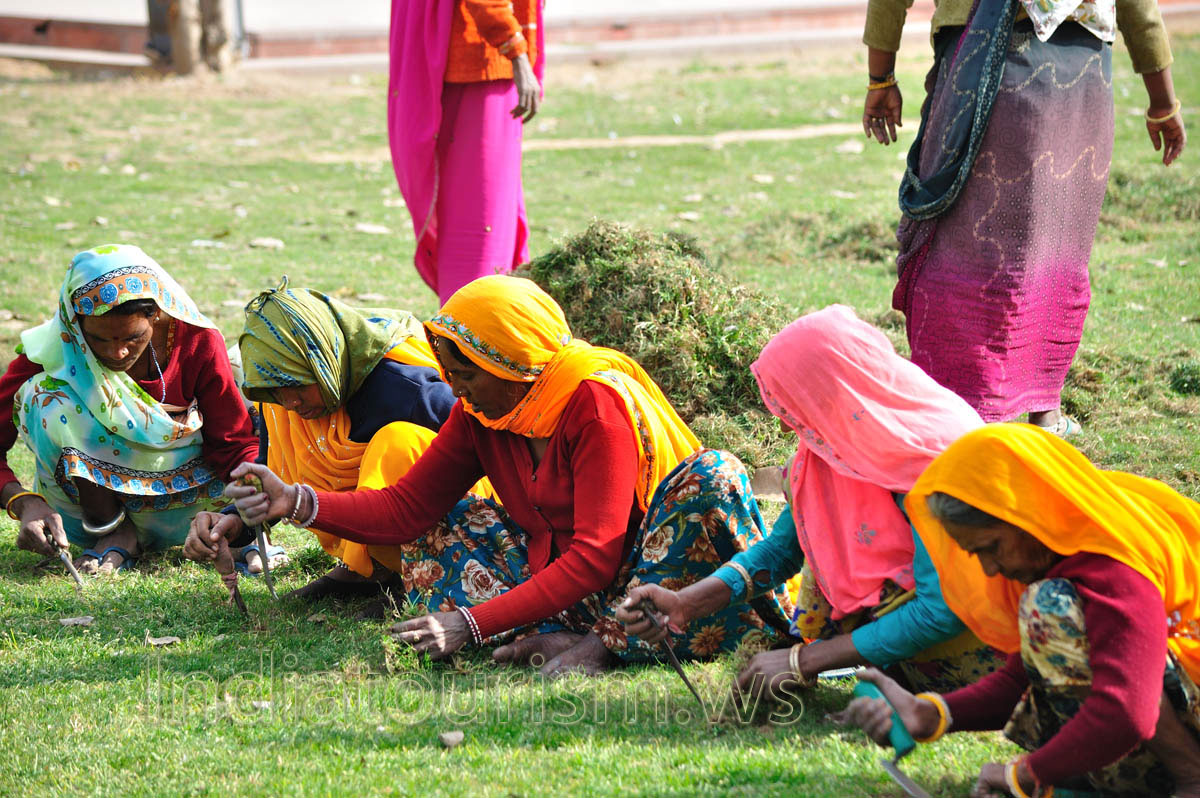 weeding in the garden
