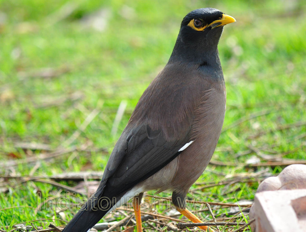 Indian Myna