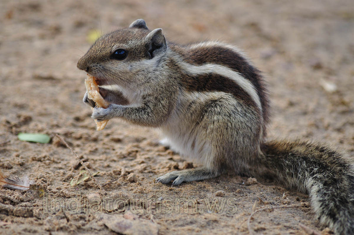 Five-striped palm squirrel (Funambulus pennanti)