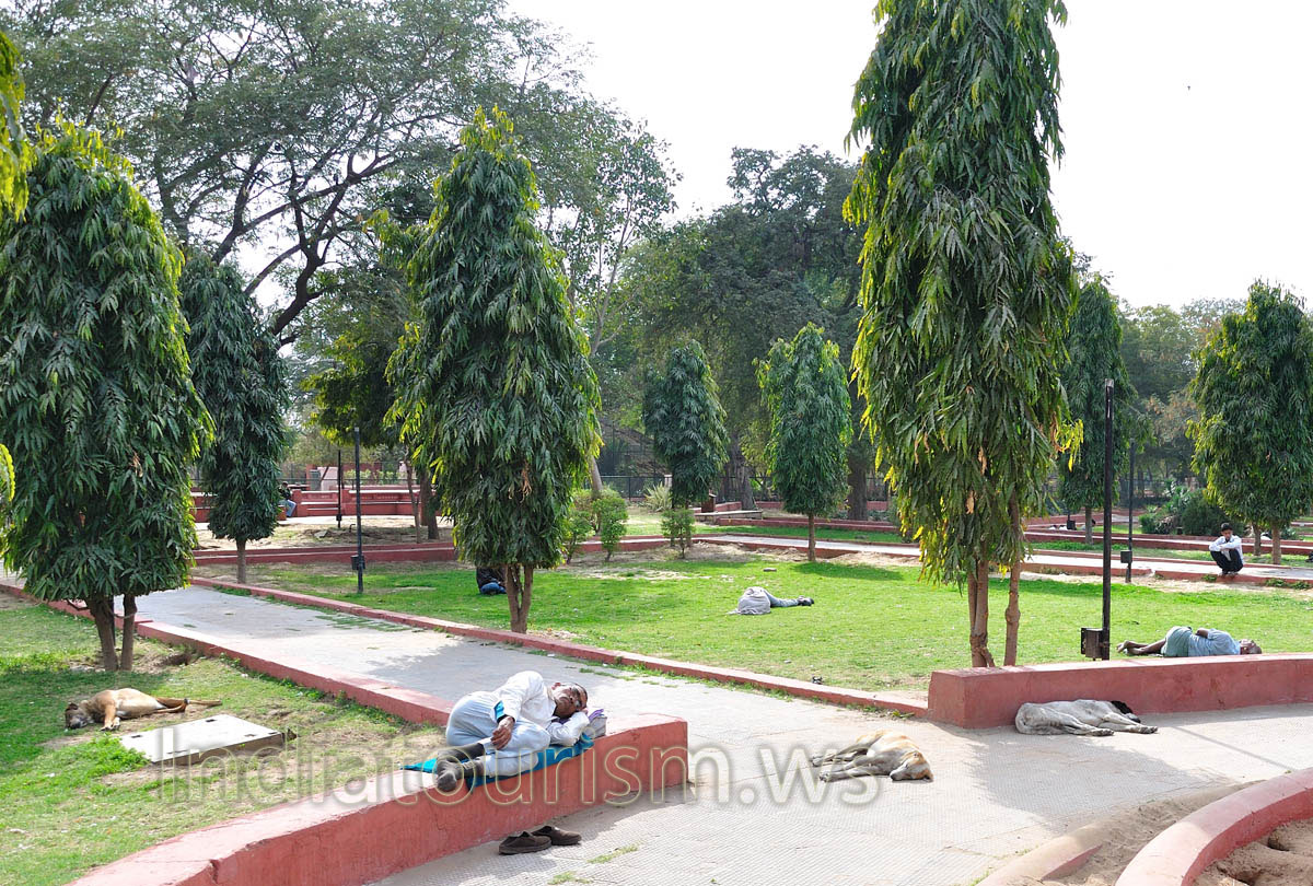 Men and dogs sleep between the trees of Polyalthia longifolia