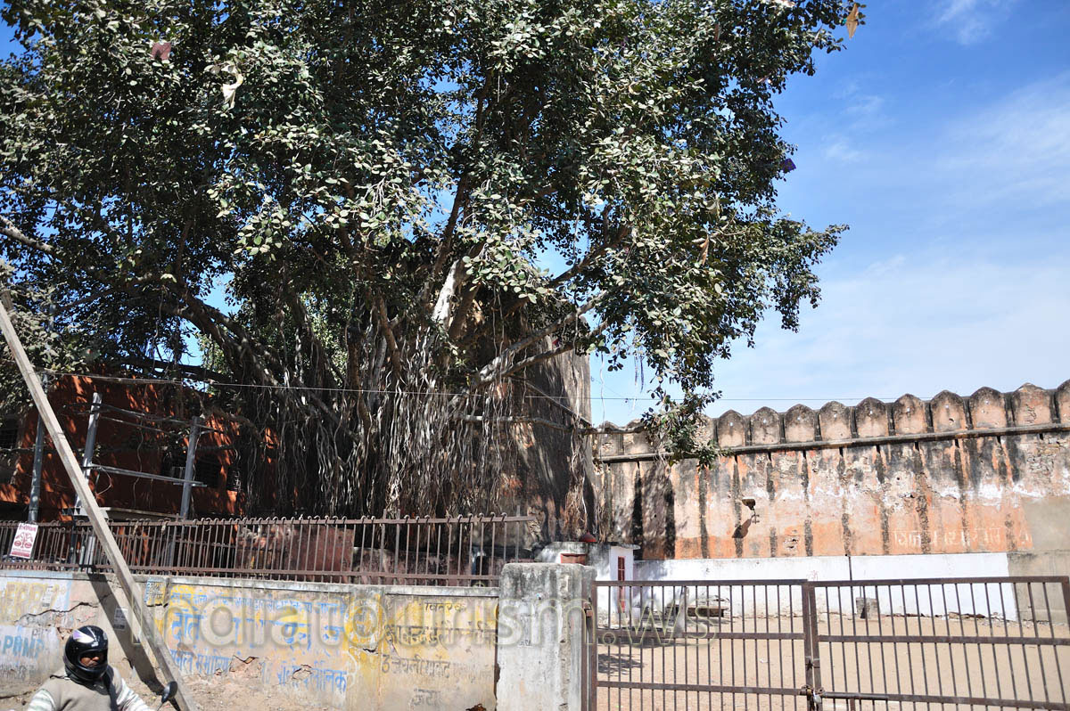 Huge banyan tree on Indira Bazar Road