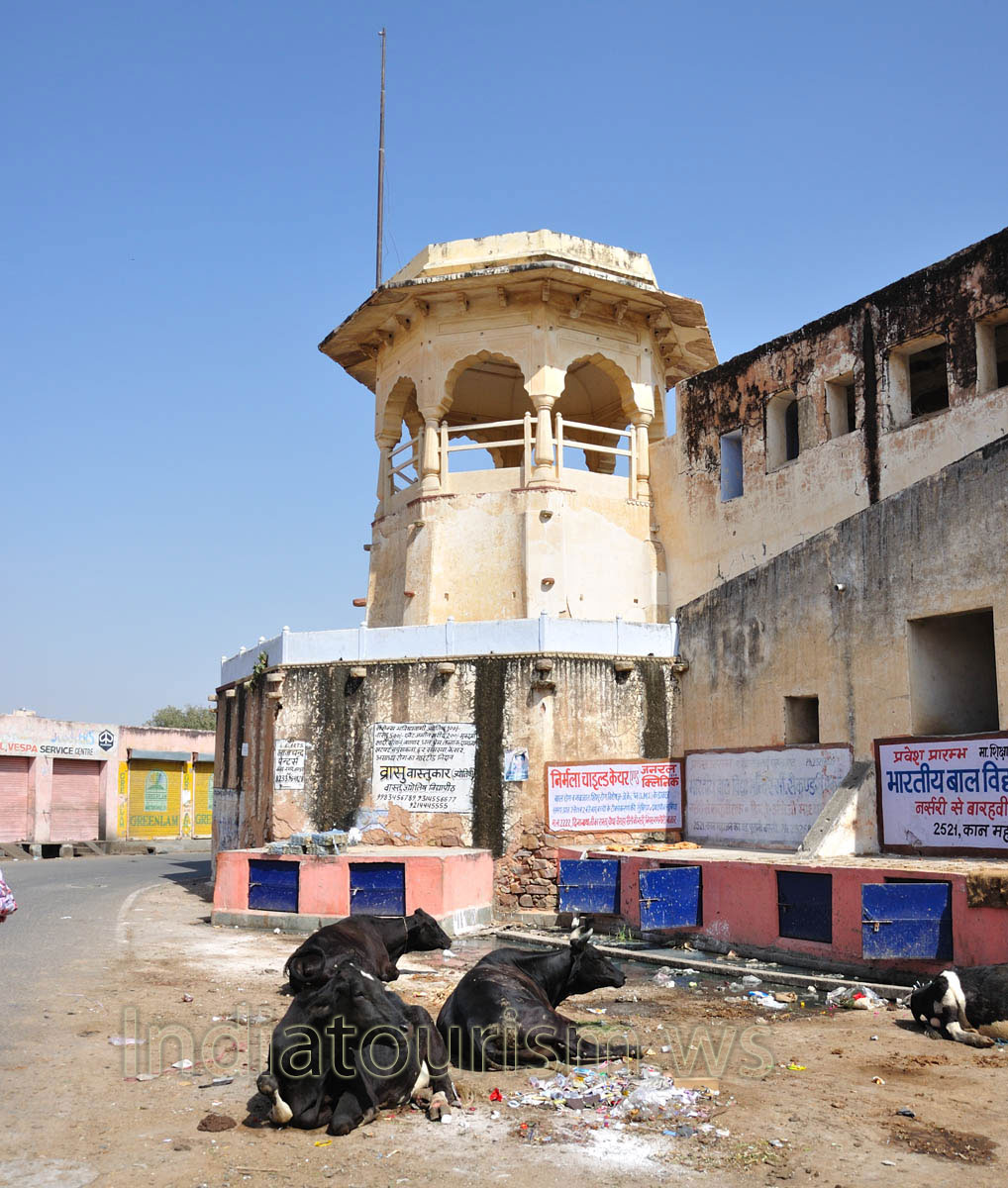 cows lie near the wall of Chaugan Stadium