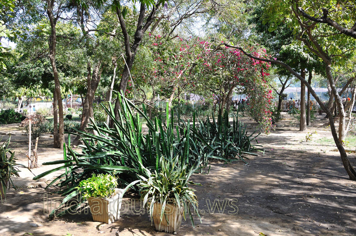 Cacti in Jai Niwas Garden