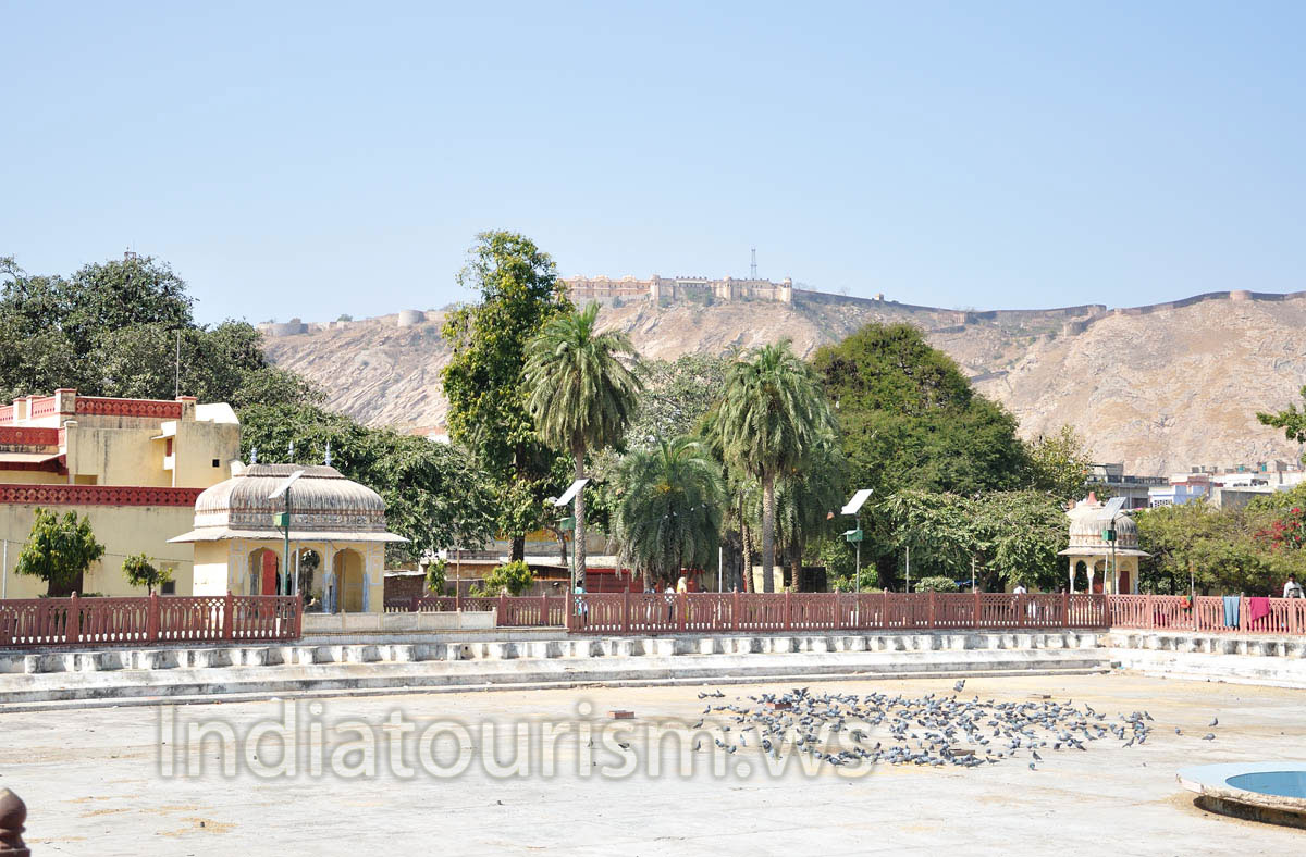 Pigeons in Jai Niwas Garden