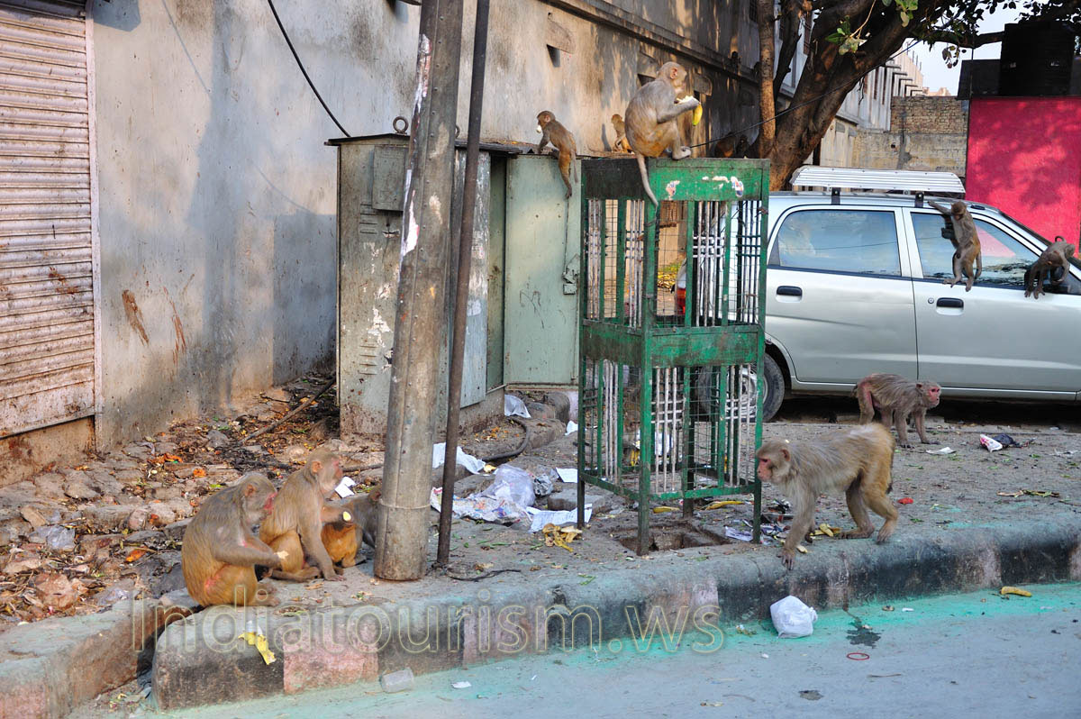 Monkeys hanging around the car