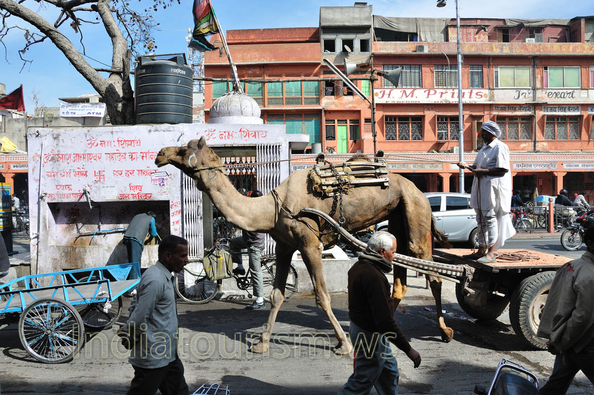 Camel goes along Chandpole Bazar, opposite H.M. Prints