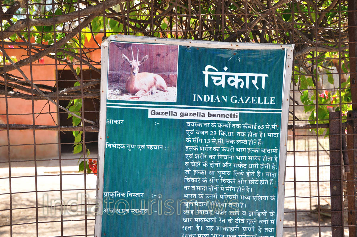 The poster about Indian gazelle