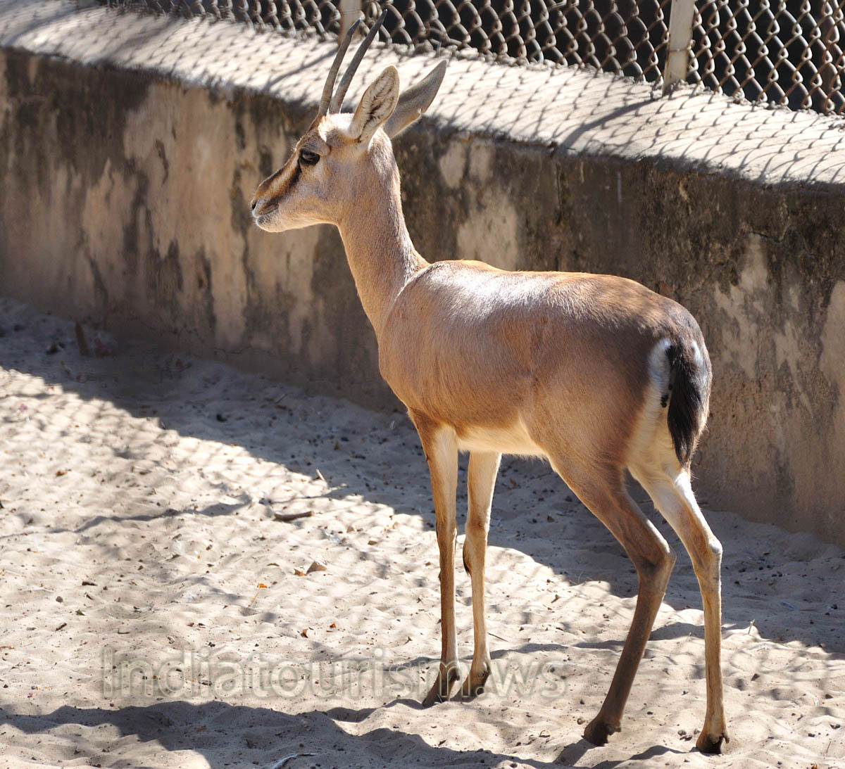 Indian gazelle