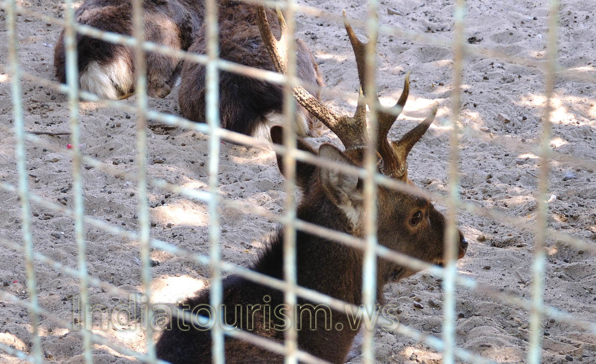 Hog Deer (Axis porcinus)