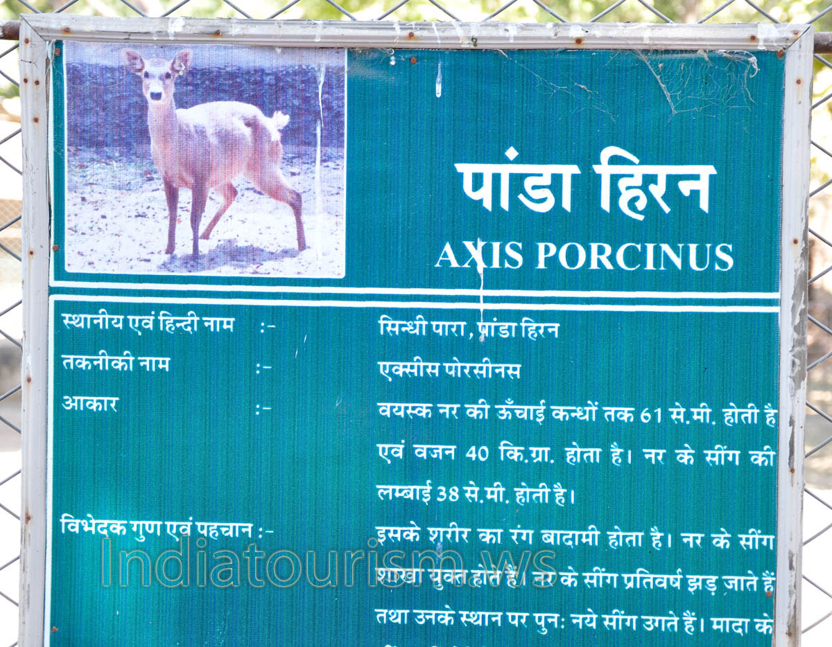 The poster about Hog deer