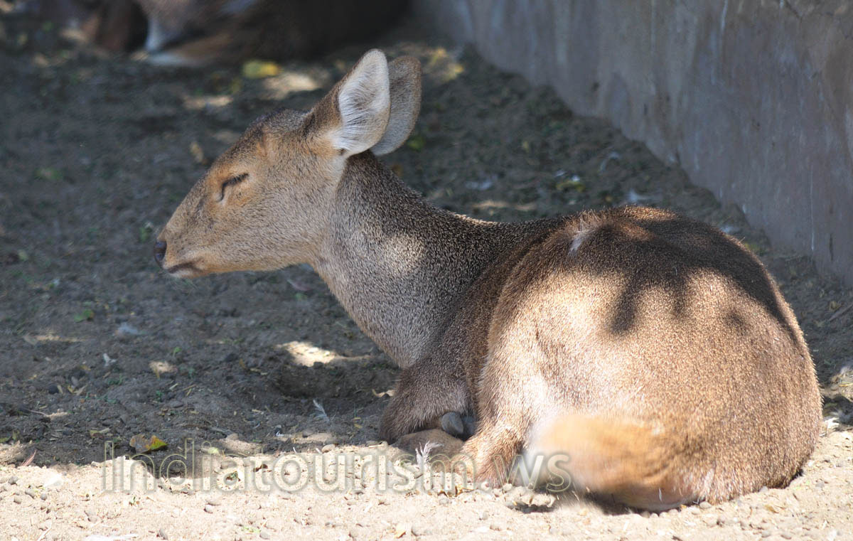Baby Hog deer in the shade