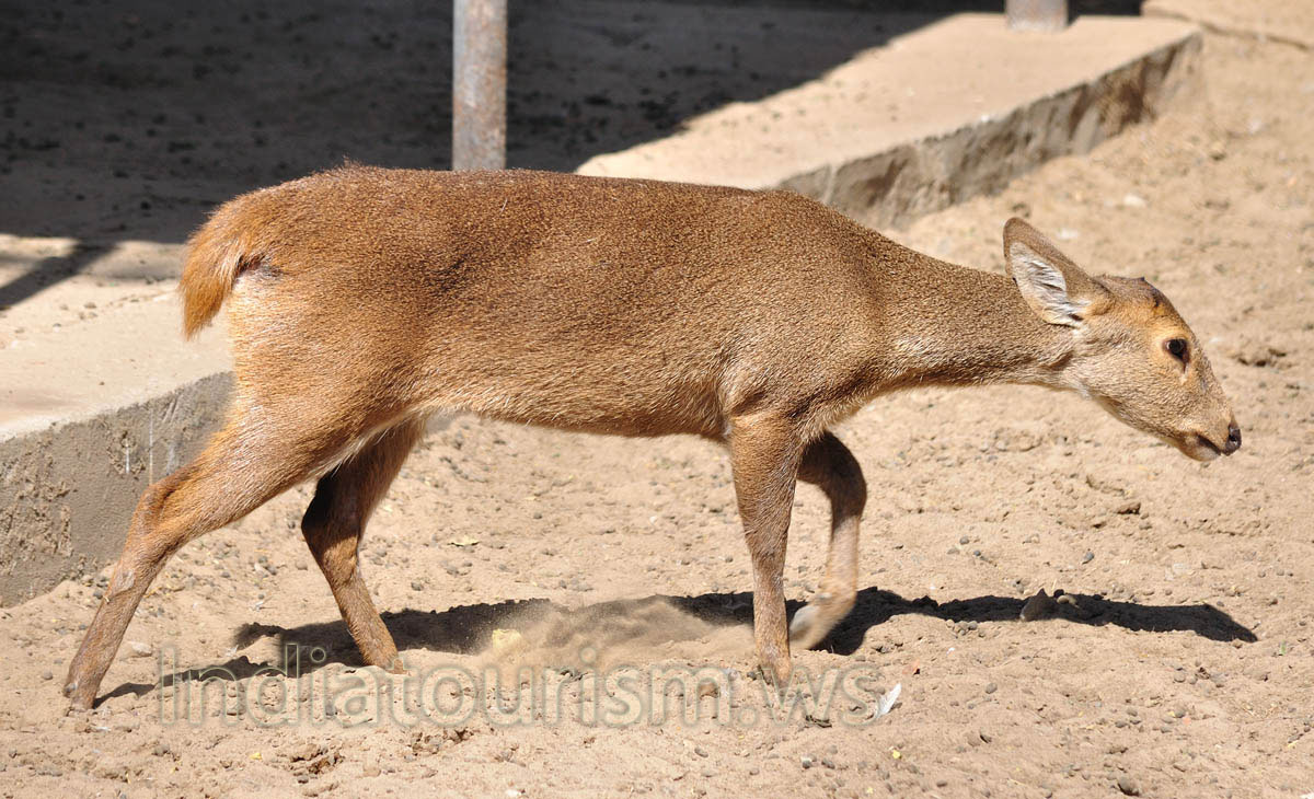 Baby Hog deer