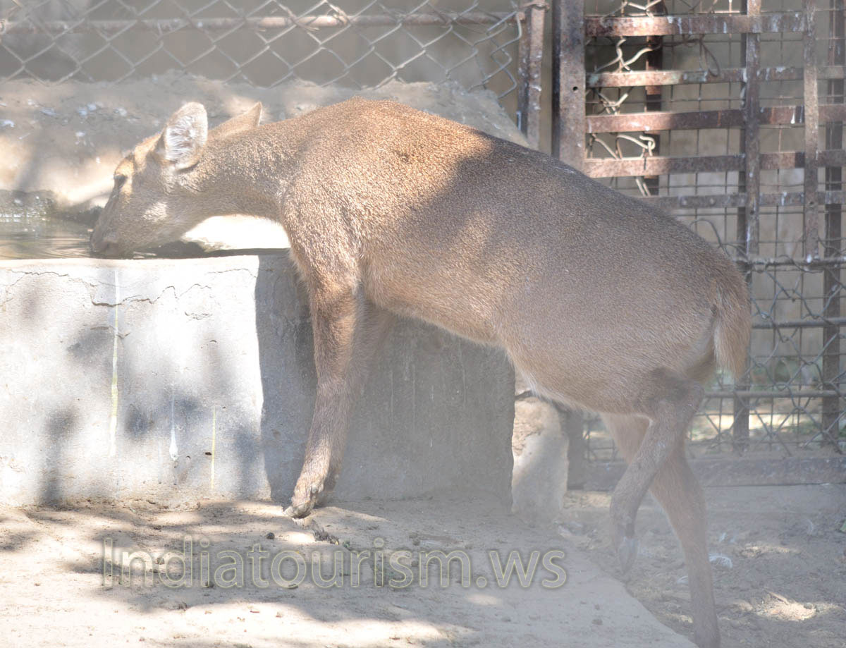 Baby Hog deer drinking water